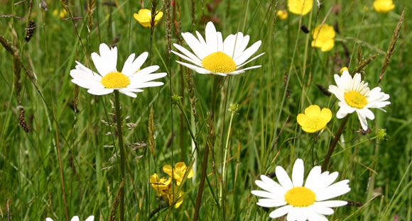 Ox eye daisies and buttercups