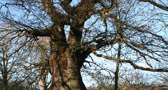 Ancient oak tree
