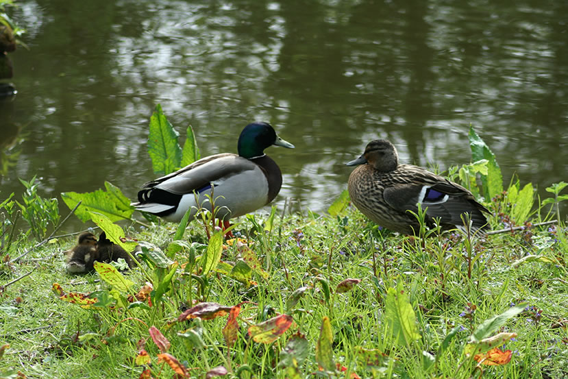 Ducks and Ducklings by Ross Troup