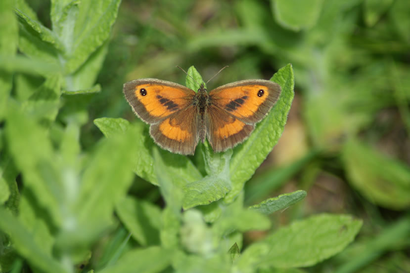 Meadow Brown Butterfly in Fleabane Furrow by Ross Troup