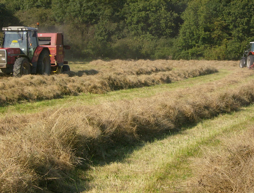 Cutting Hay in Species Rich Meadows