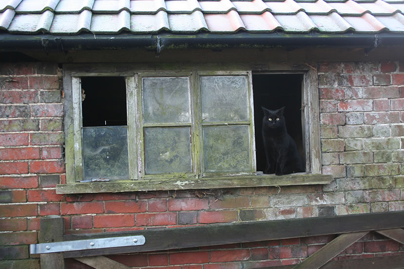 Sirius the Black Cat at White House Farm