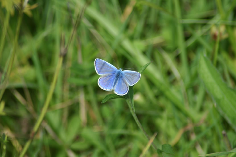 Common Blue Butterfly in Fleabane Furrow by Ross Troup