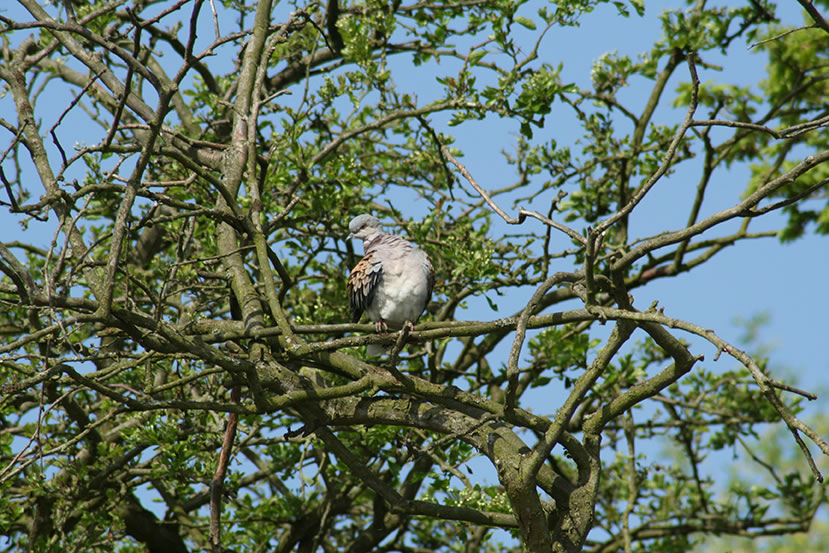 Turtle Dove Above Pond at White House Farm by Charlotte Daniel