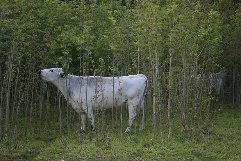 Cows in Flebane Furrow