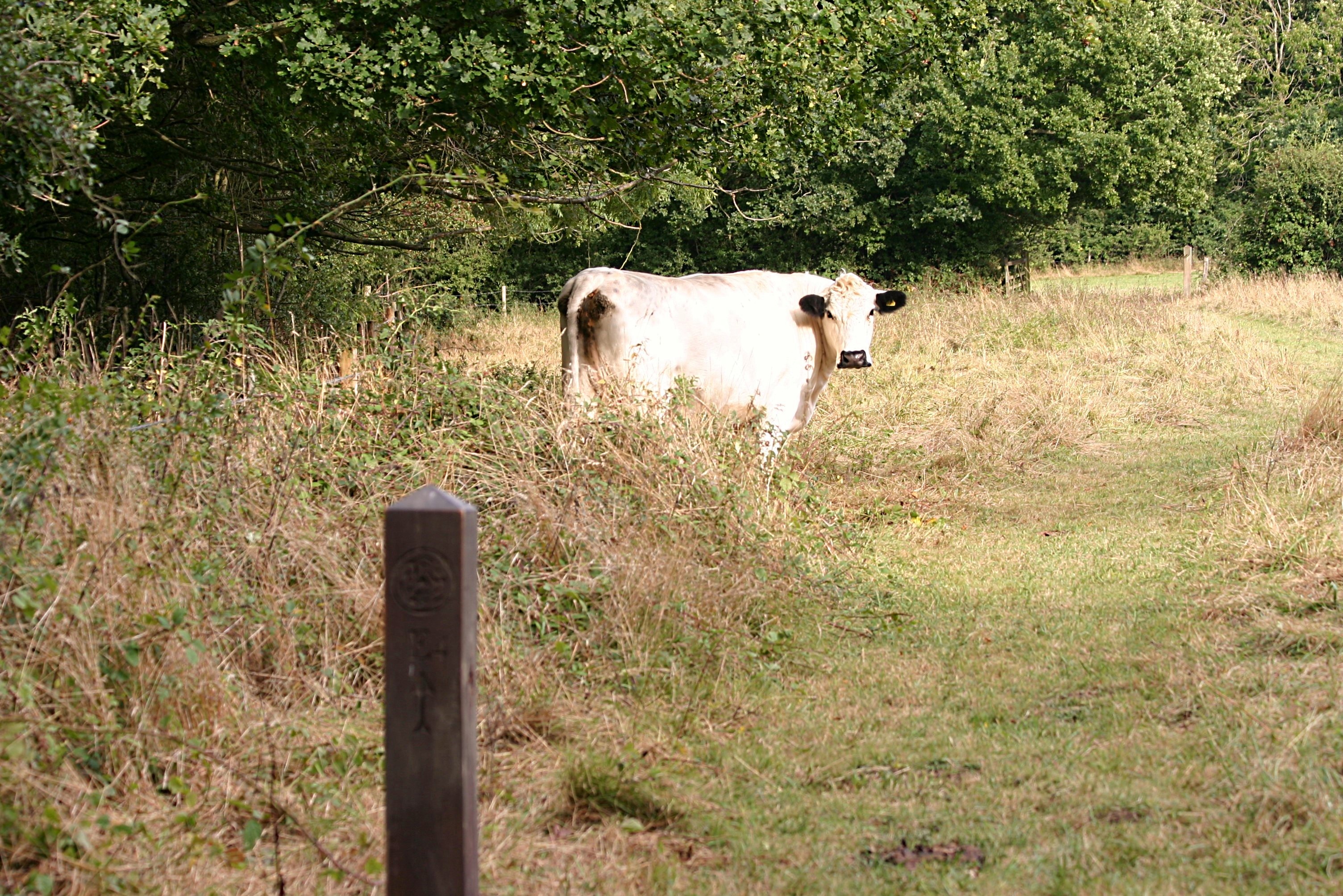 Meeting the cows on a weekend walk by Julie Kemp from Hasketon