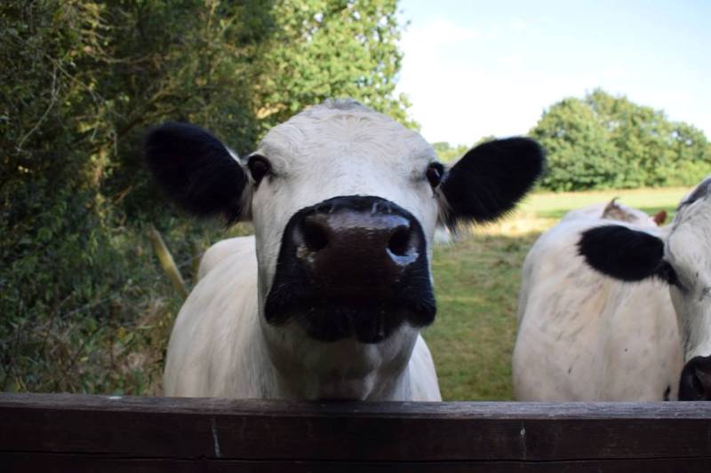 Inquisitive cows by Alison Vogt