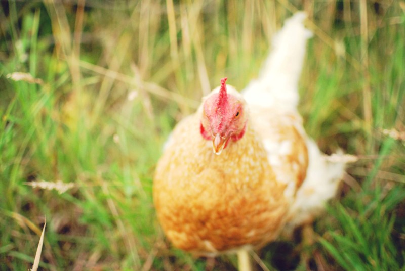 Free range hen at White House Farm (by Laura Bremner)