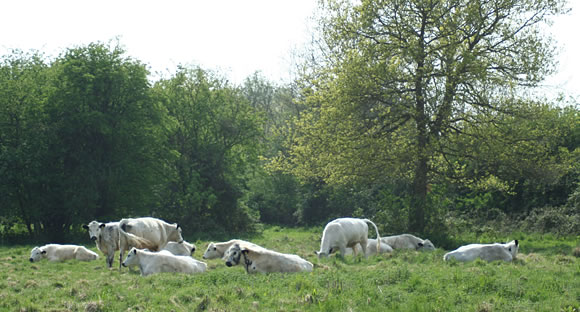 British White cattle grazing in meadow