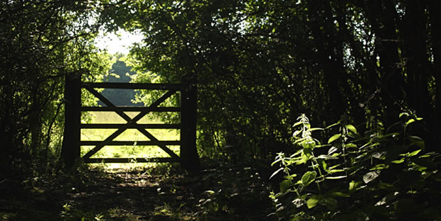 Gateway from woodland glade