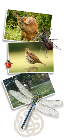 Suffolk Wildlife