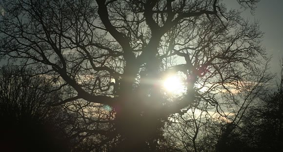 Oak in winter
